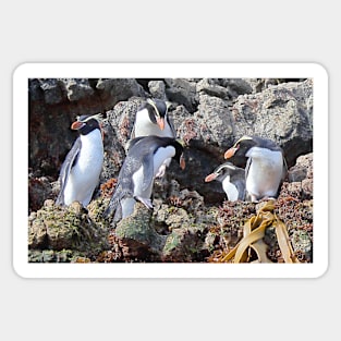 Snares Crested Penguins Sticker